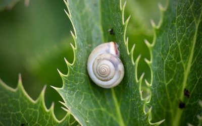 snail-5404501_640